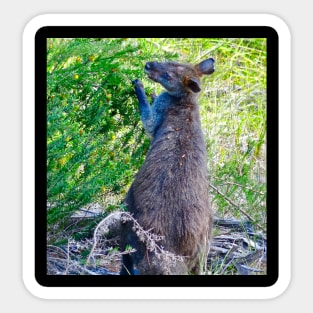 Swamp Wallaby Feeding! Sticker